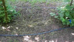 drip irrigation tubing near tree line