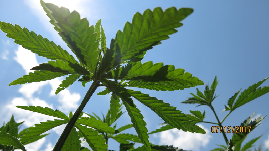 Industrial hemp leaves