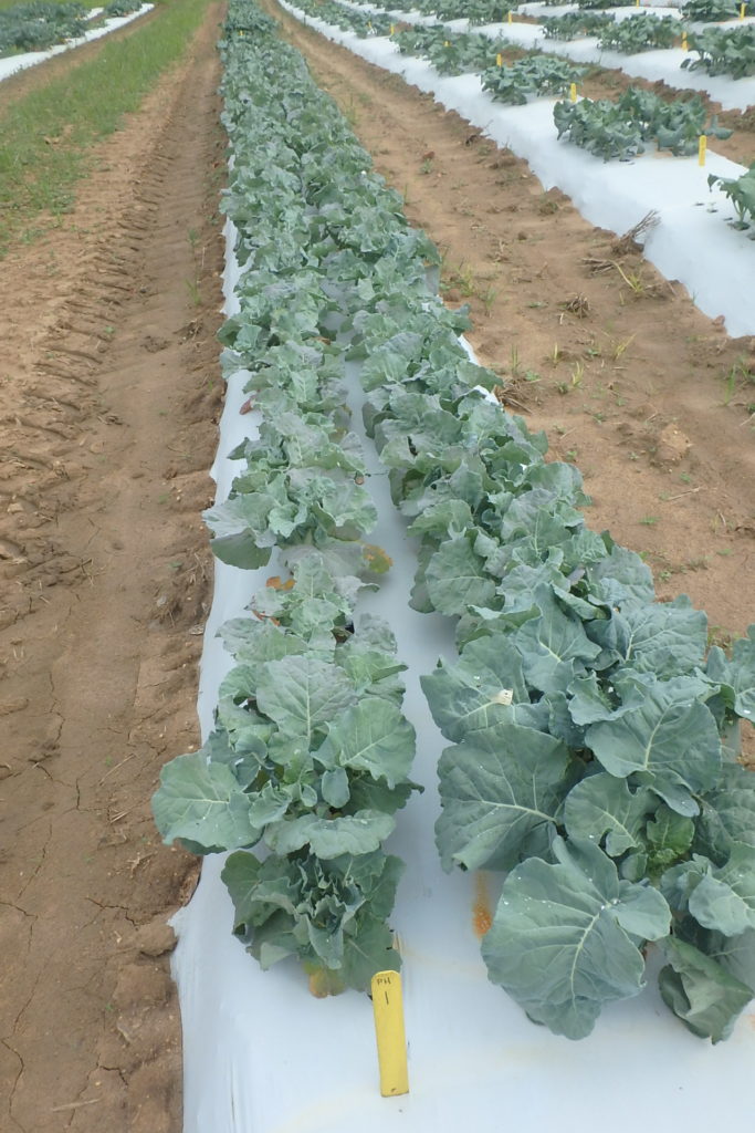 summer broccoli planting in plastic mulch covered rows