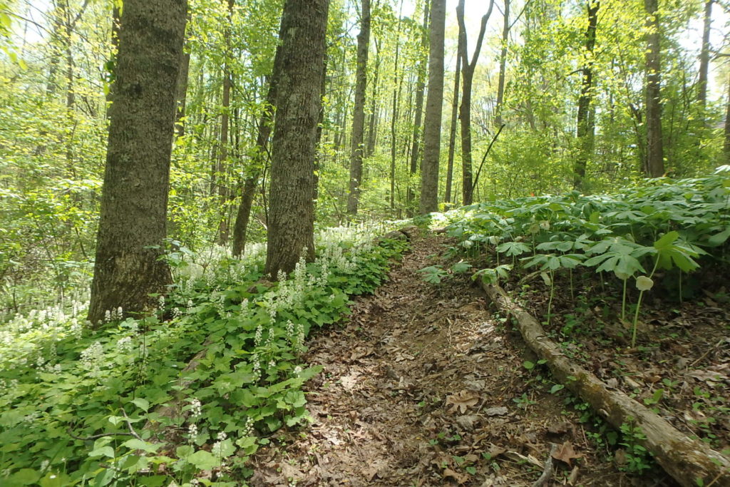 pathway in woodland herb garden