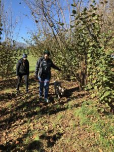 Hunting for truffles with a truffle dog