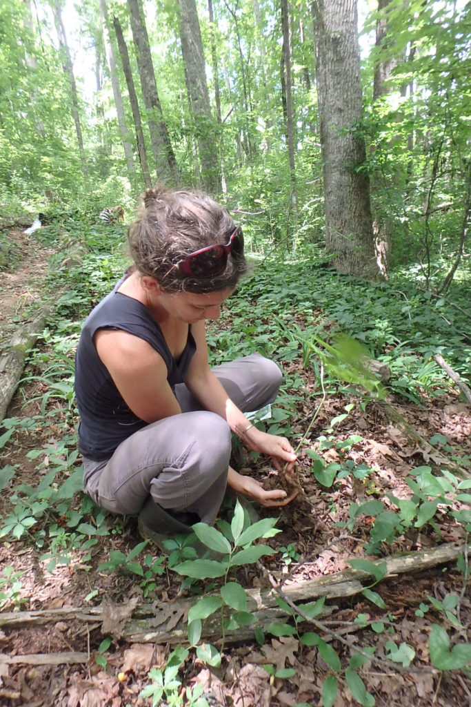 NC State research assistant planting forest botanicals.