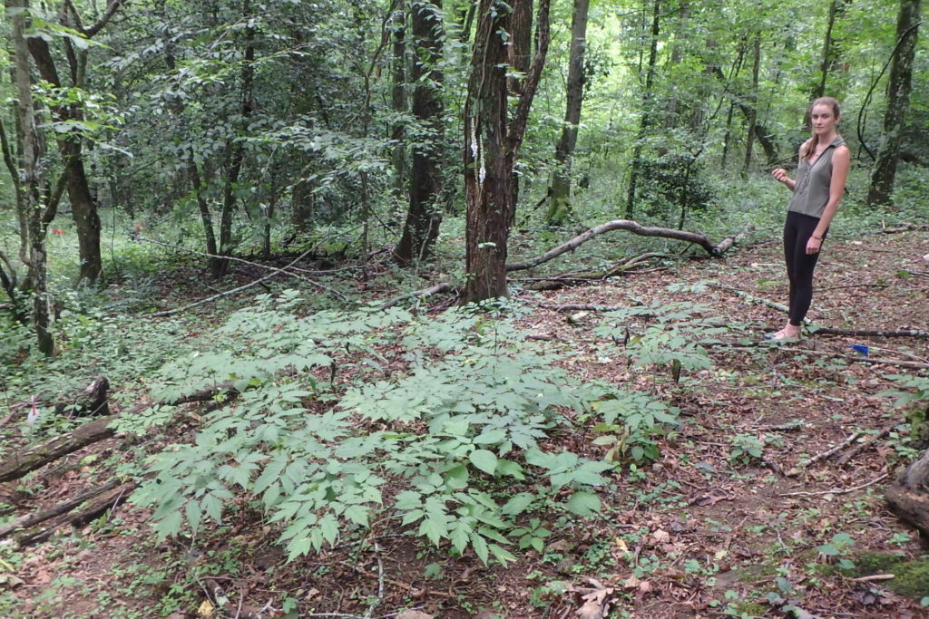 NC State Research Assistant inspecting black cohosh population.