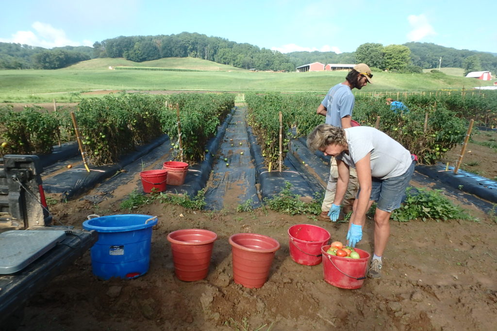 workers harvesting tomatoes
