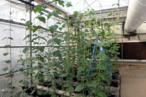 Seedlings of Canadian Red Vine growing in a greenhouse in Mills River, North Carolina.