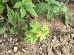 Hop shoot with downy mildew