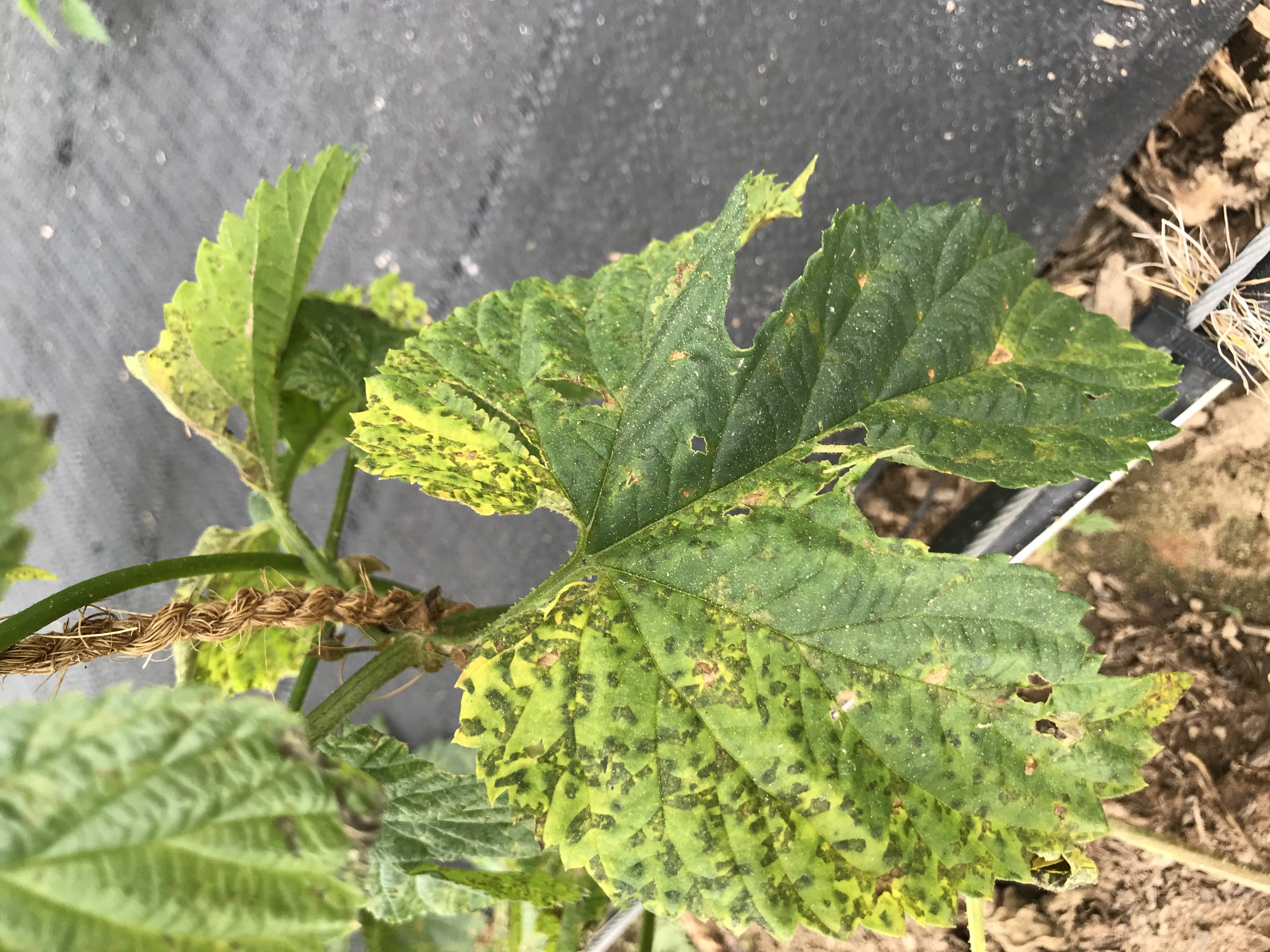 close up downy mildew lesions hop leaf