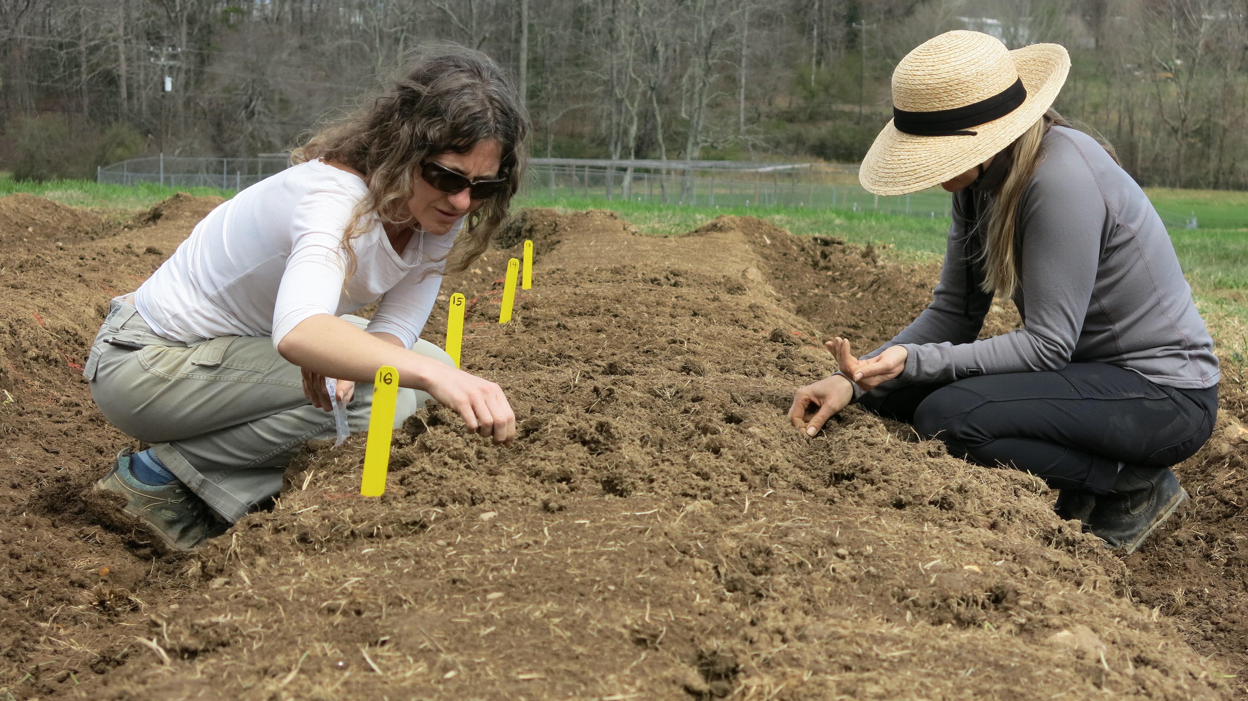 Planting the radish trial by hand image