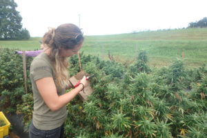 researcher harvesting industrial hemp floral parts