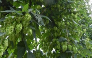 close up of some hop cones
