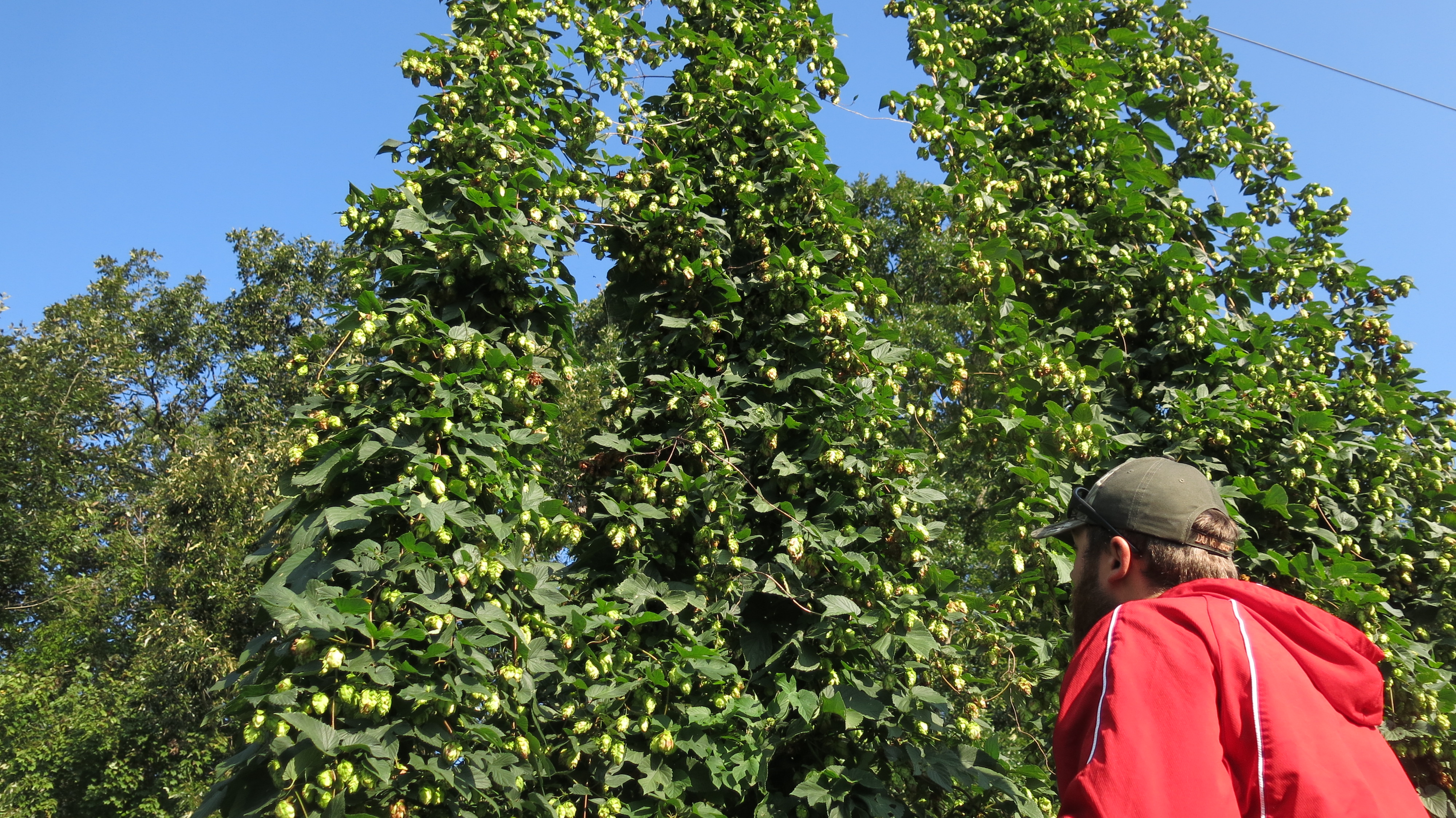 Man in front of hop plants