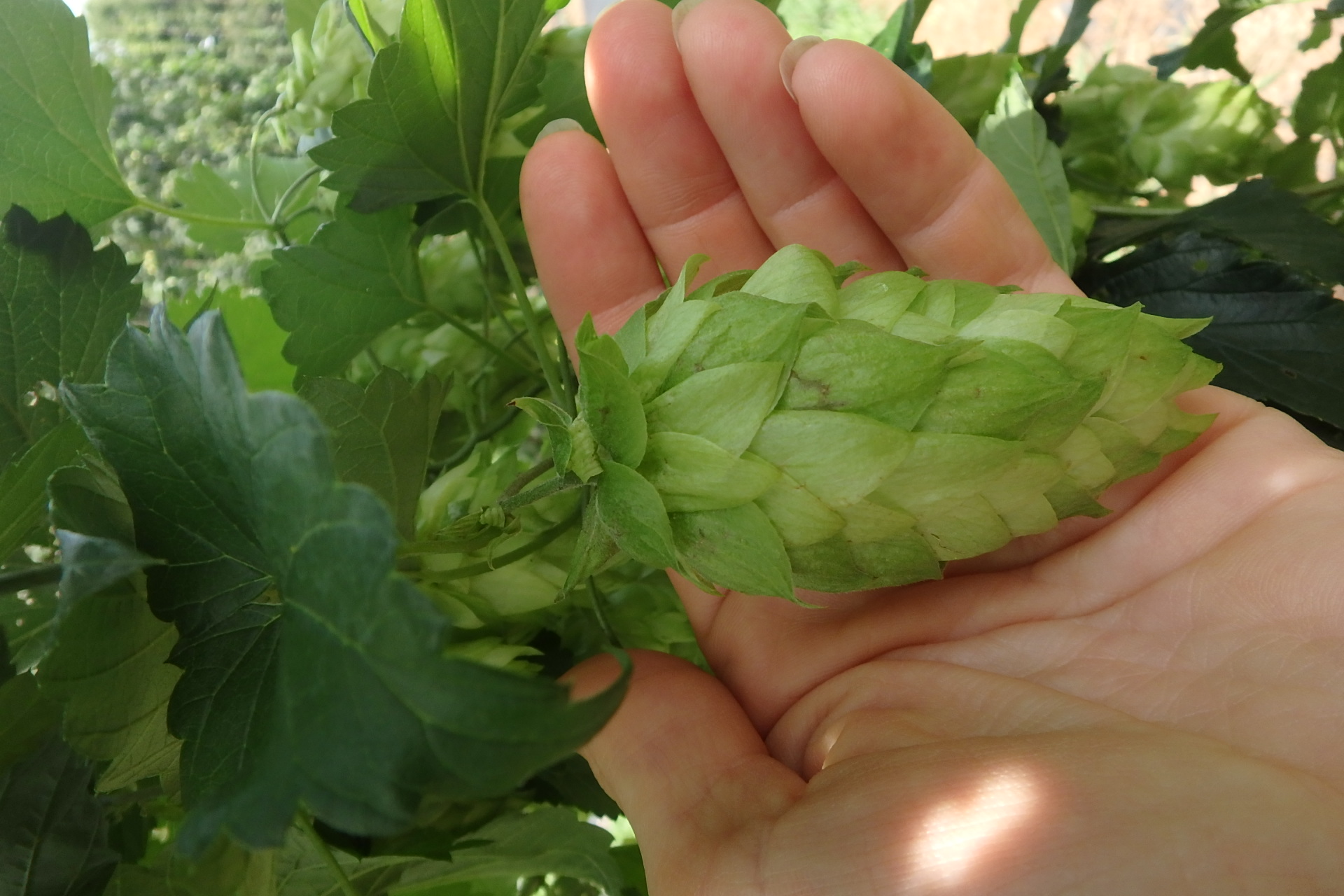 Large hop cone