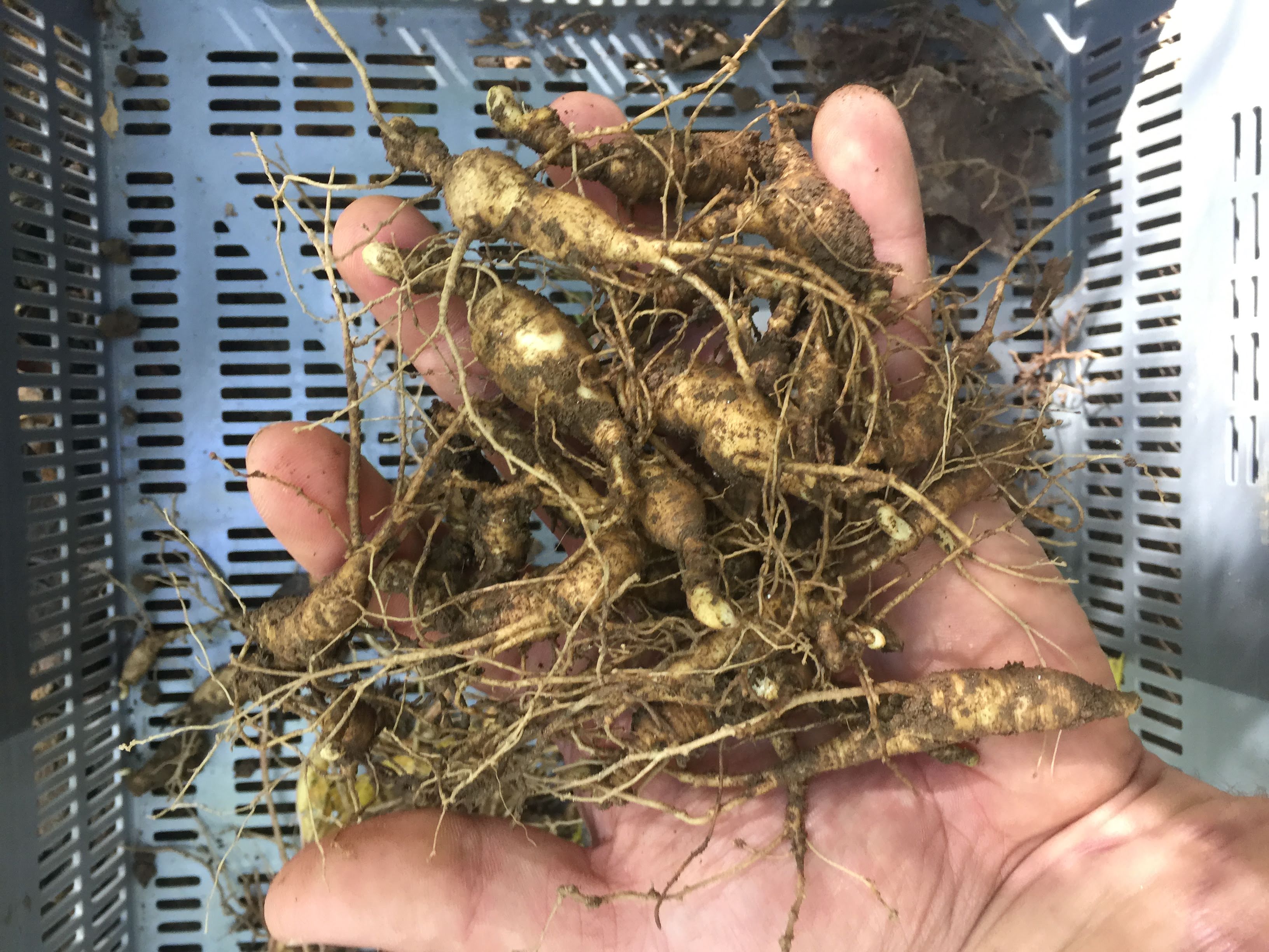 wild simulated ginseng roots