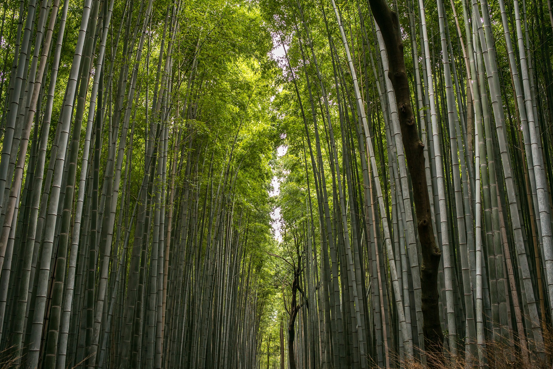 bamboo forest