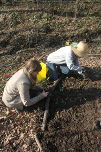 Two women planting woodland herbs