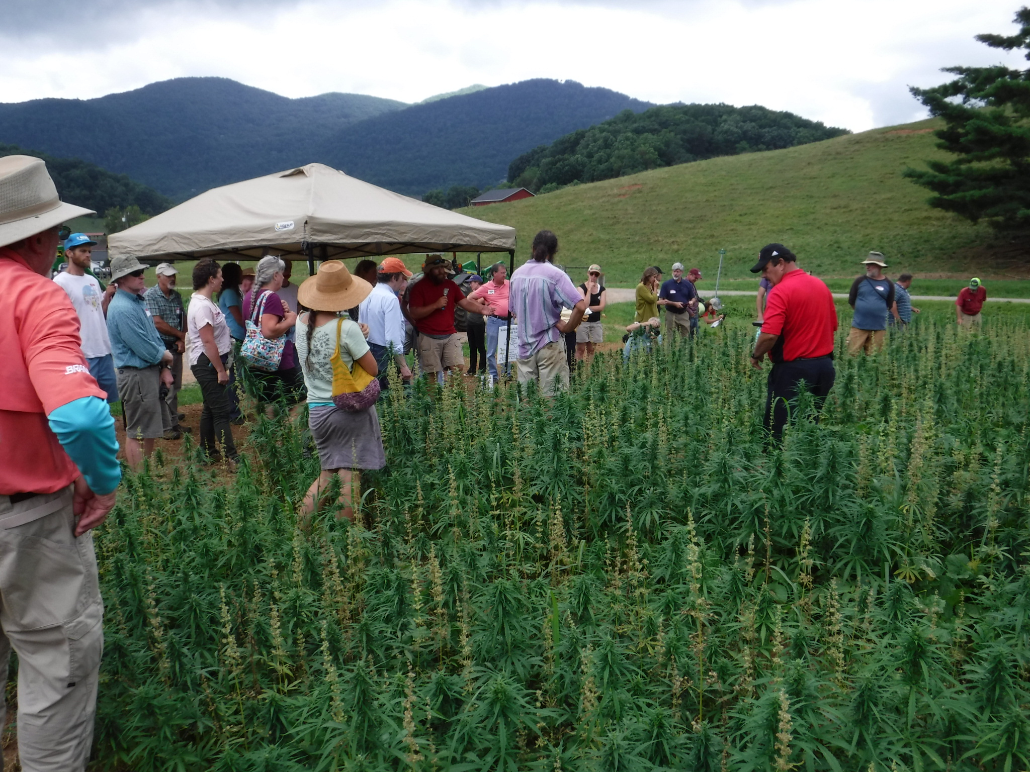 People walking through hemp grain trials