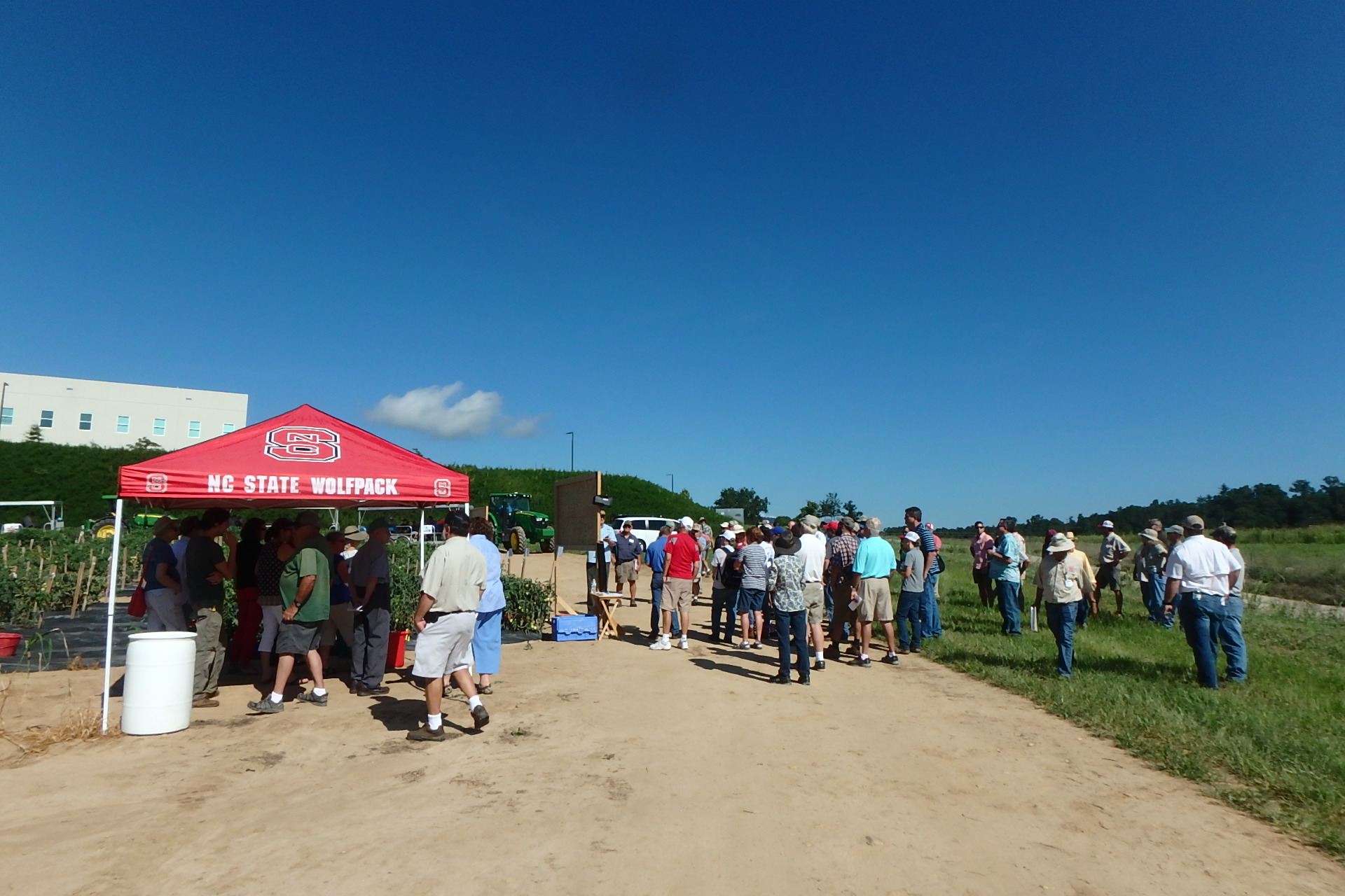 People in tomato field