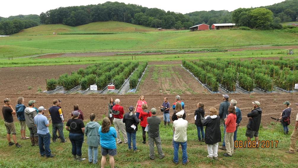 people looking at organic tomato studies in the field