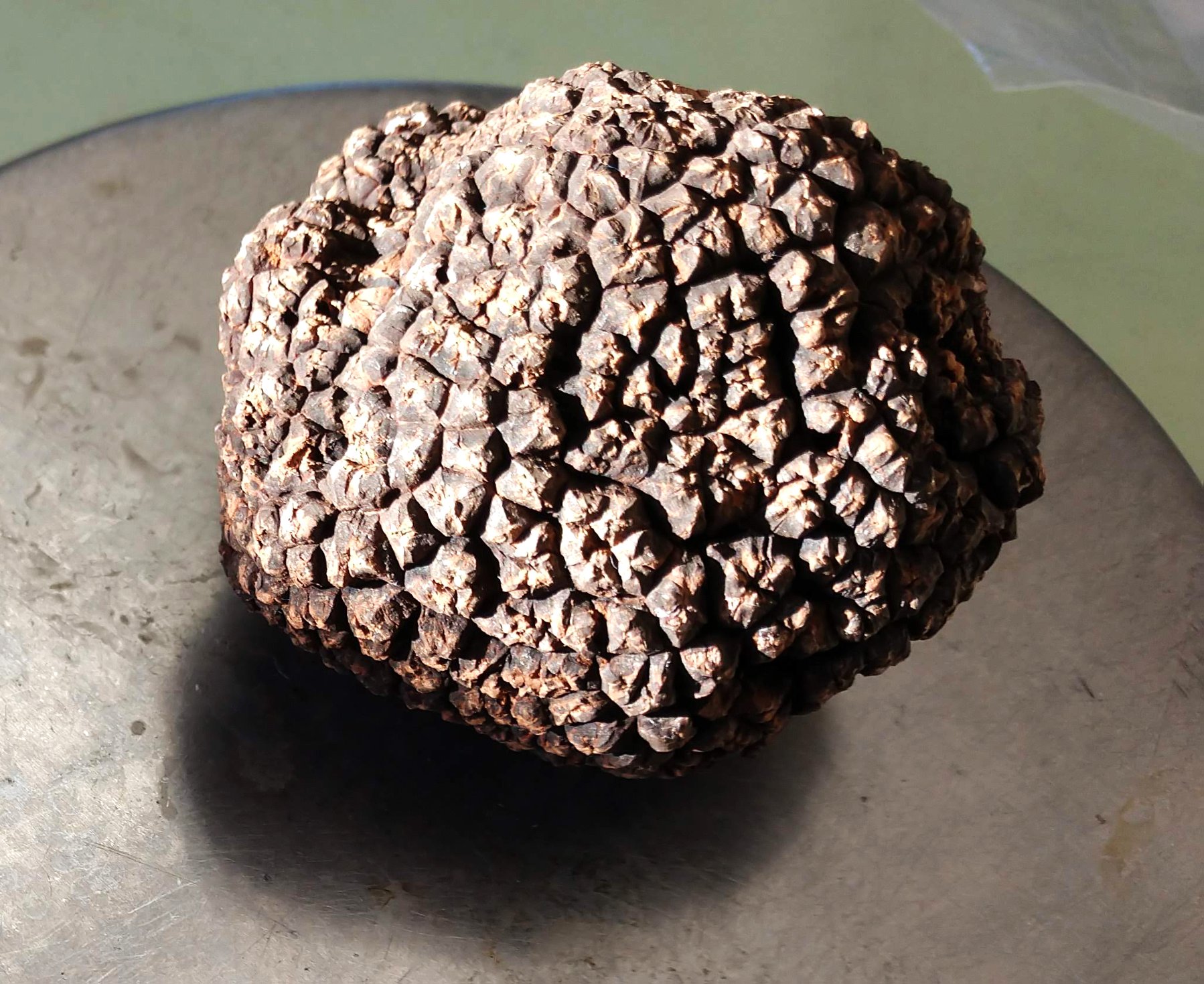 A Black Perigord truffle