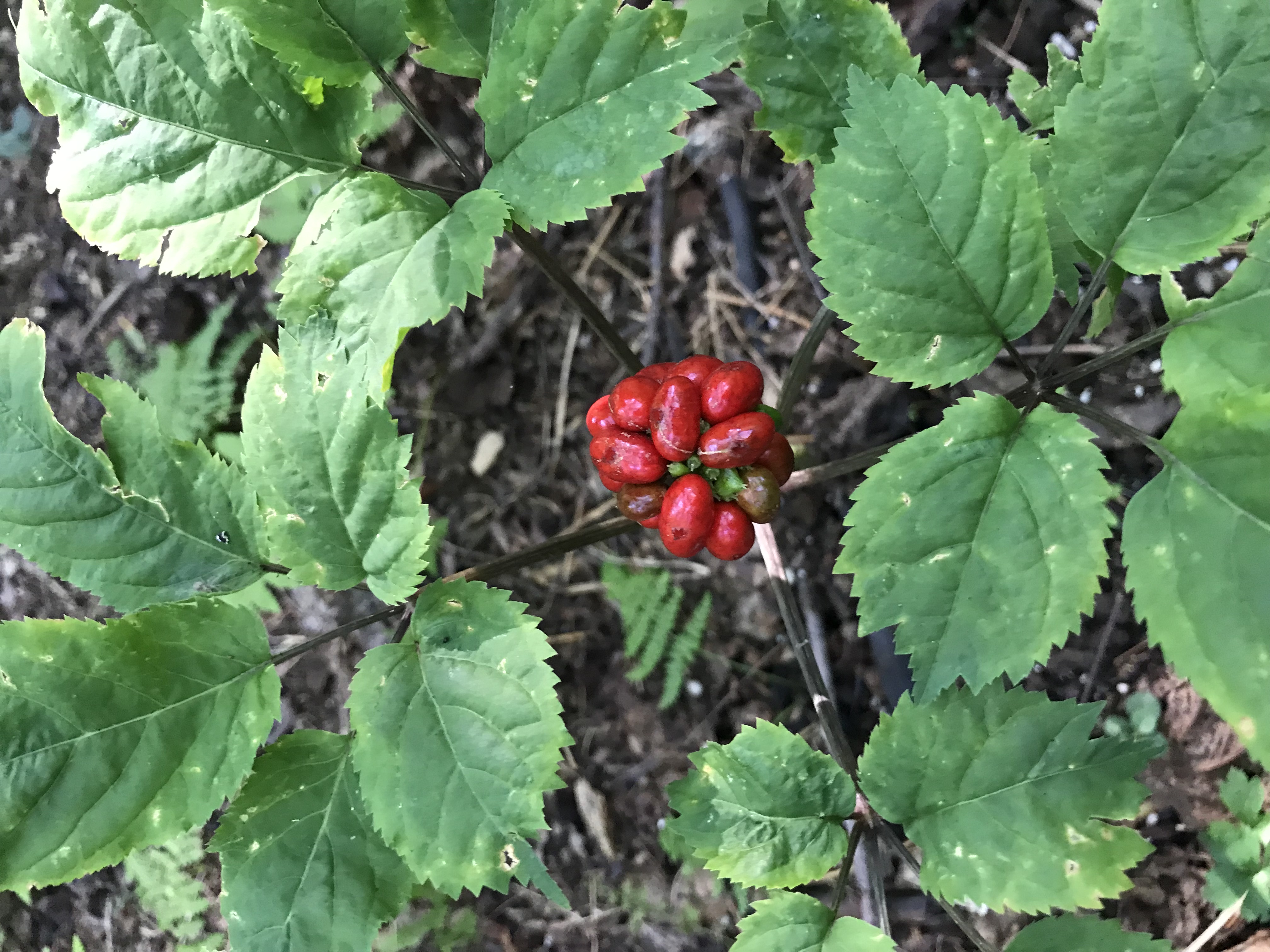 Ginseng plant with red berries