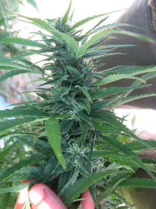 Cover photo for FDA Publishes CBD Report for Congress