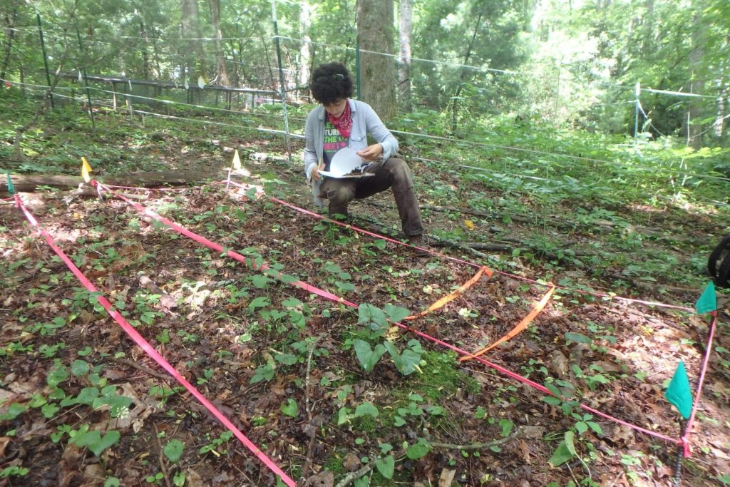 Researcher collecting data on ramps in the woods