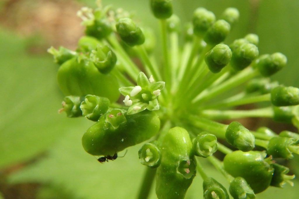 ginseng flower just setting seed