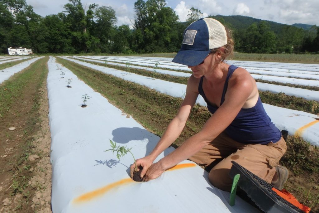 Researcher planting a hemp plant in a field