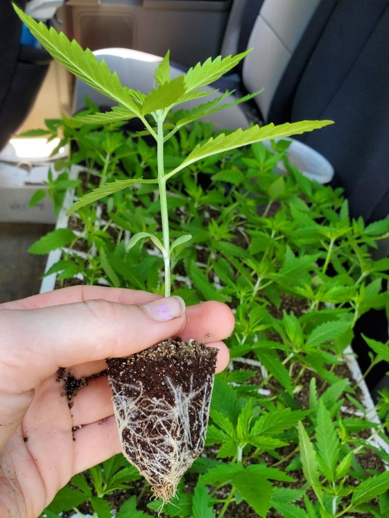 a hemp transplant being held in someone's hand
