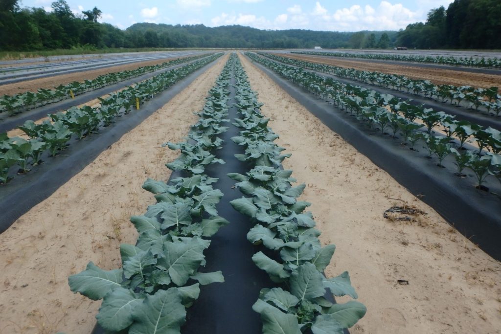 broccoli growing on black plastic in a field in NC