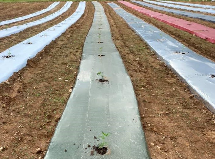 young hemp plants in beds of different colored plastic mulch