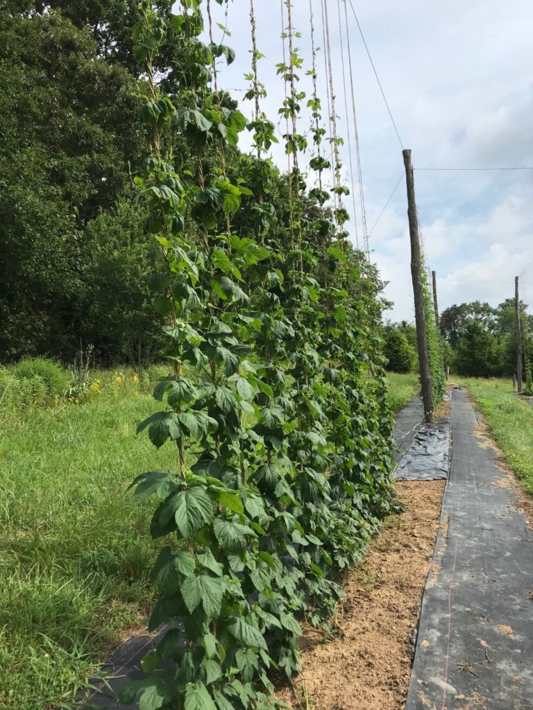 Young hops in breeding program growing on trellis