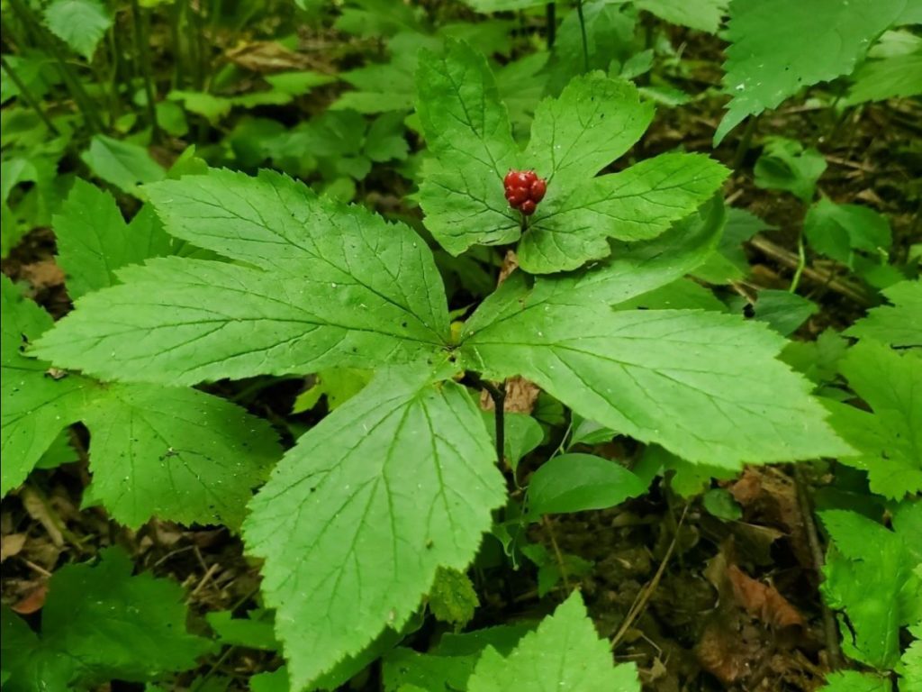 Goldenseal plant in the woods with a ripe berry