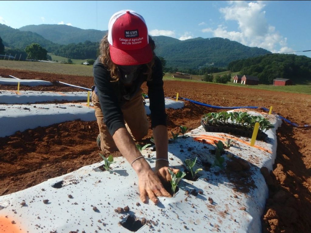 Woman planting broccoli transplant in field