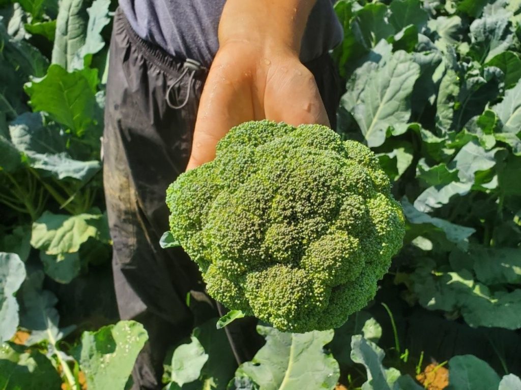 A hand holding a freshly cut broccoli head over the plant