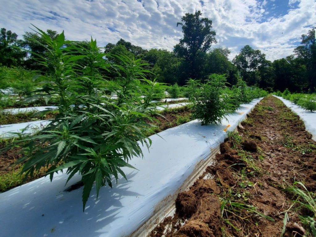 Young floral hemp plants on white plastic mulch in the field