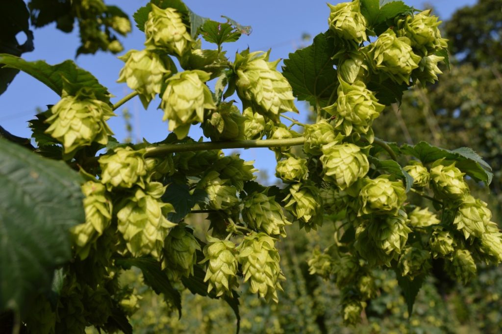 Hop cones on a hop plant