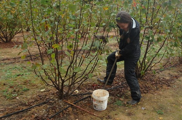 woman digging soil from beneath a filbert tree