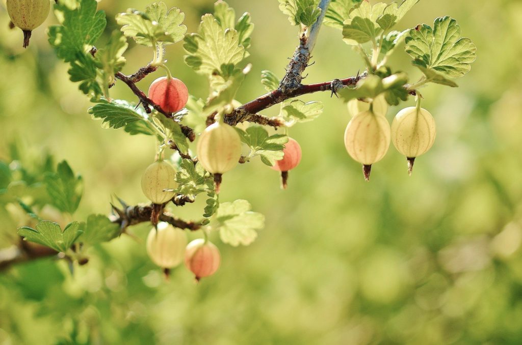 Gooseberry fruits hanging from a branch