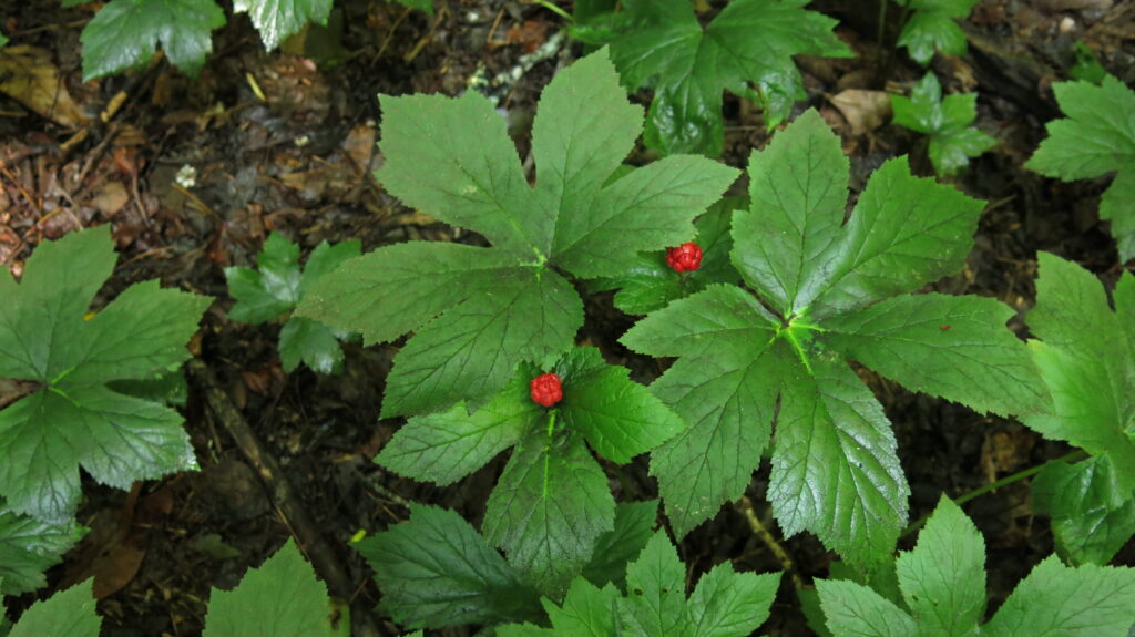 goldenseal with fruit