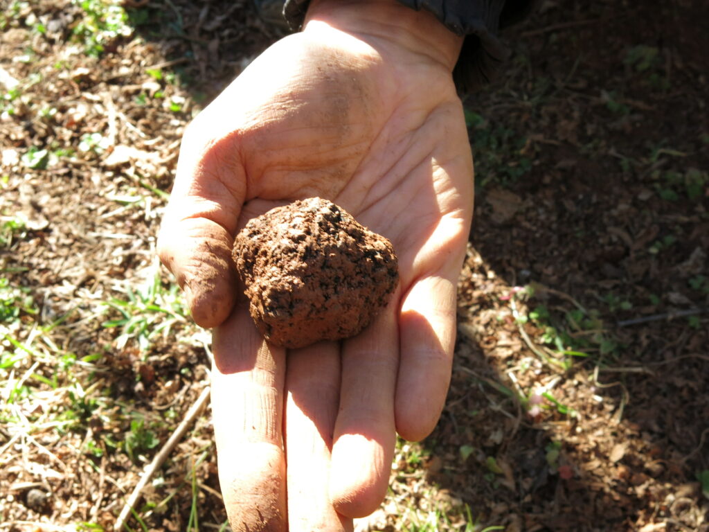 a black Perigord truffle in a hand