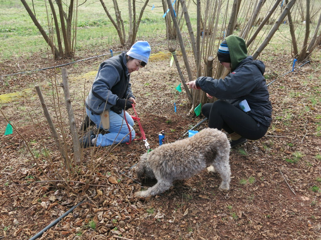 two people and a dog hunting for truffles in a truffle orchard