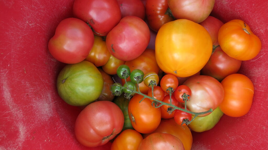 bucket of tomatoes of different colors and shapes