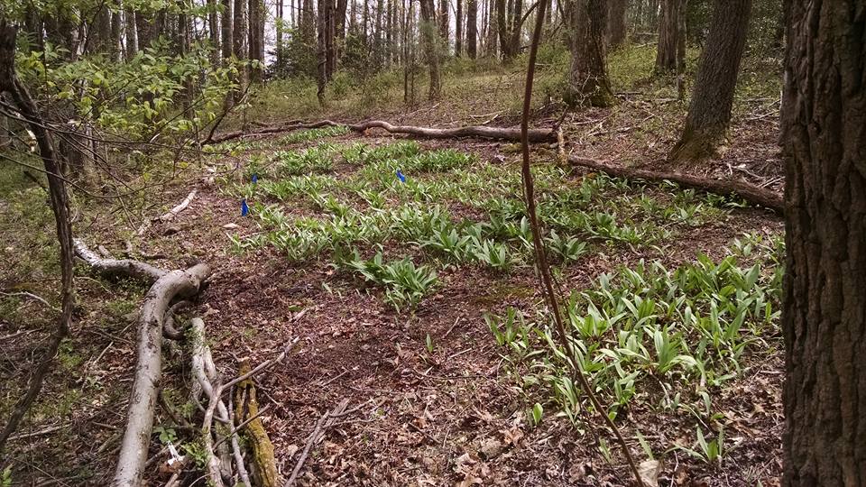 ramps growing in the woods
