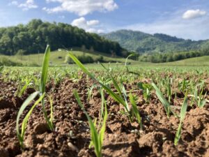 cover crops emerging in field