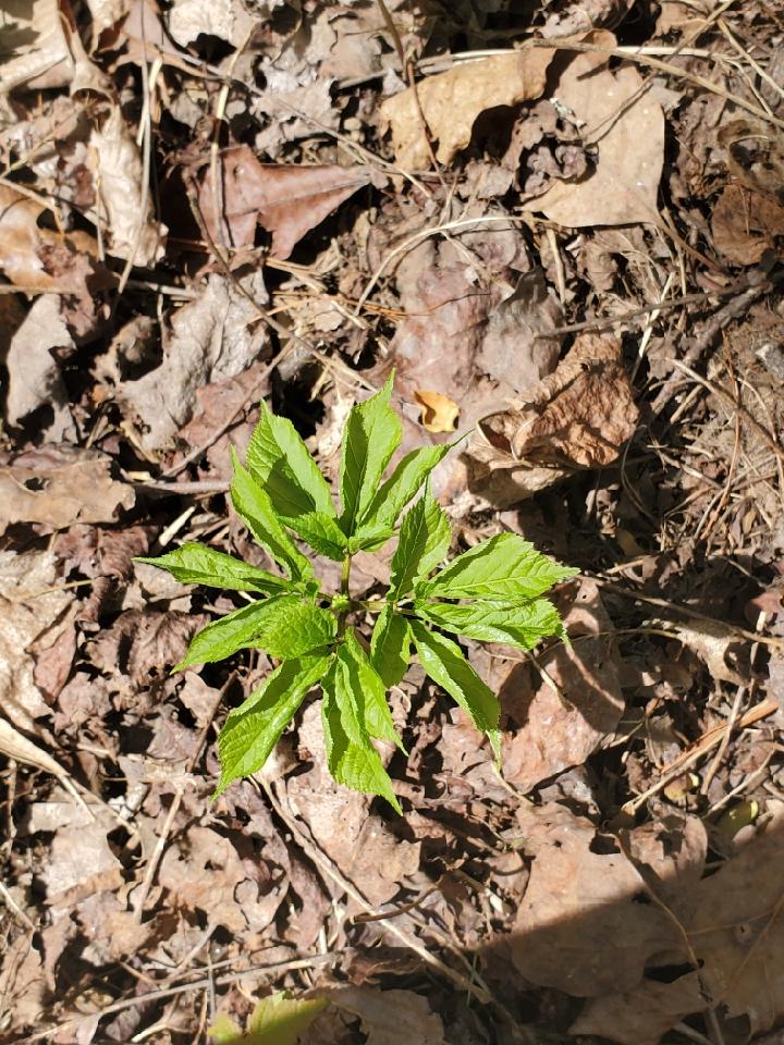 young ginseng plant