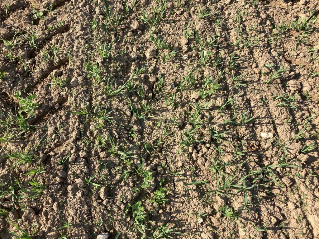oats peas clover germinating in field