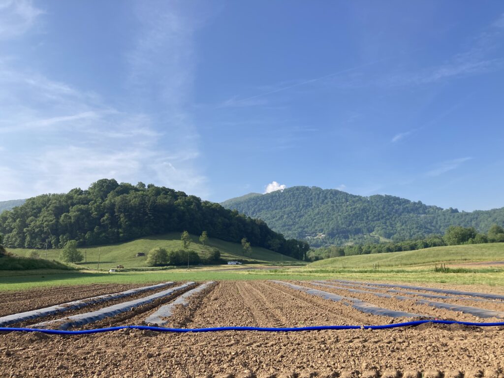 Tilled organic fields with mountains
