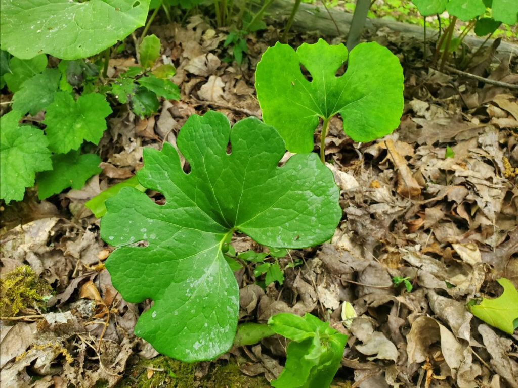 leaf of bloodroot in the woods