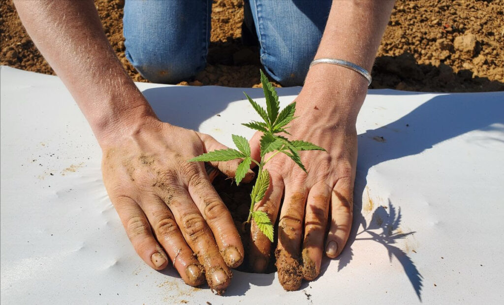 hands setting a young hemp plant into white plastic mulched bed